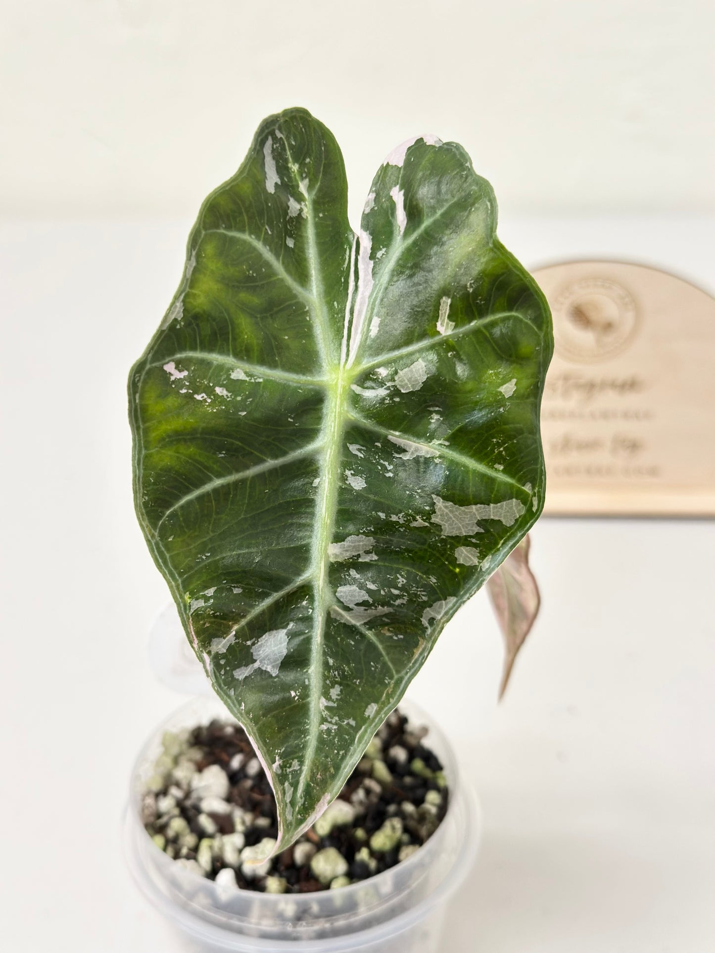 Alocasia Polly variegated - Pink