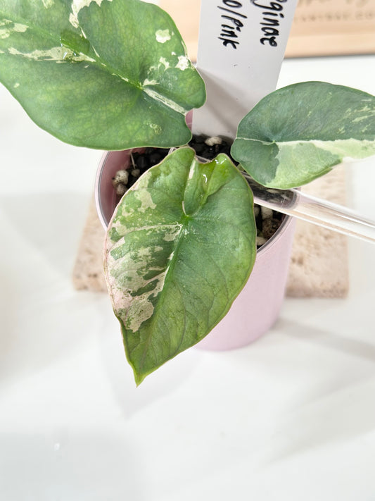 Alocasia Reginae Variegated - pink/albo *corm grown*