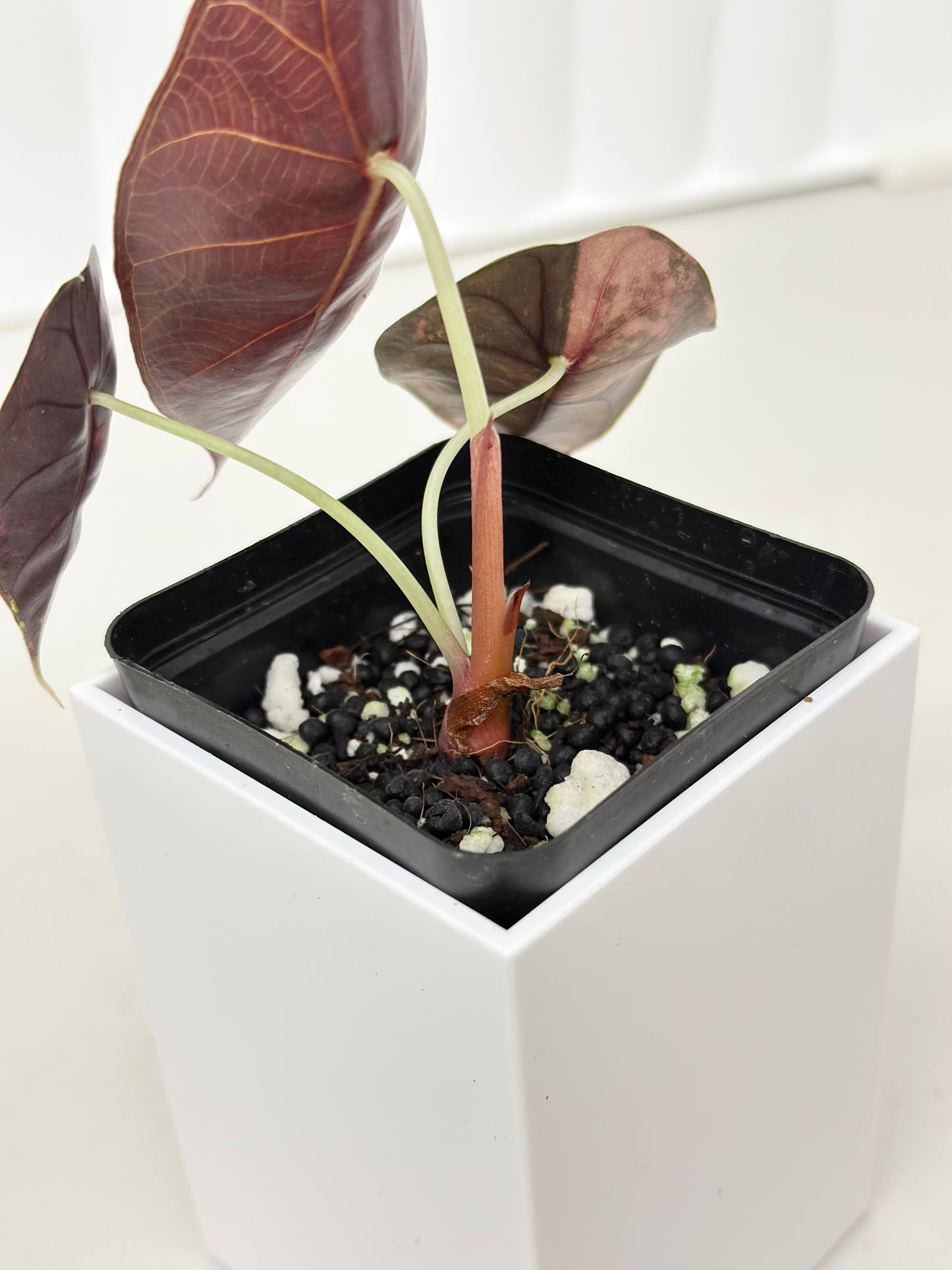 Alocasia Sedenii variegated - aurea