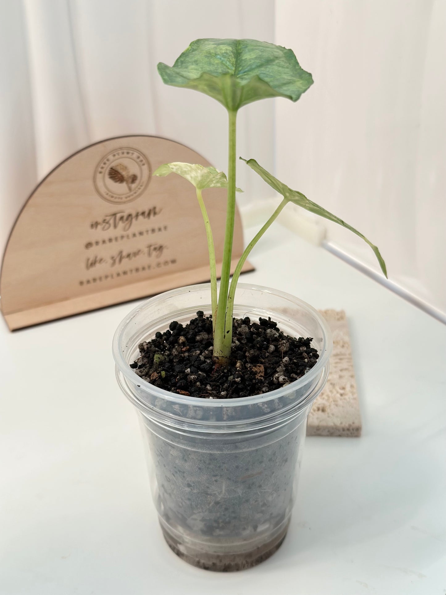 Alocasia Dragon's Breath Variegated - aurea