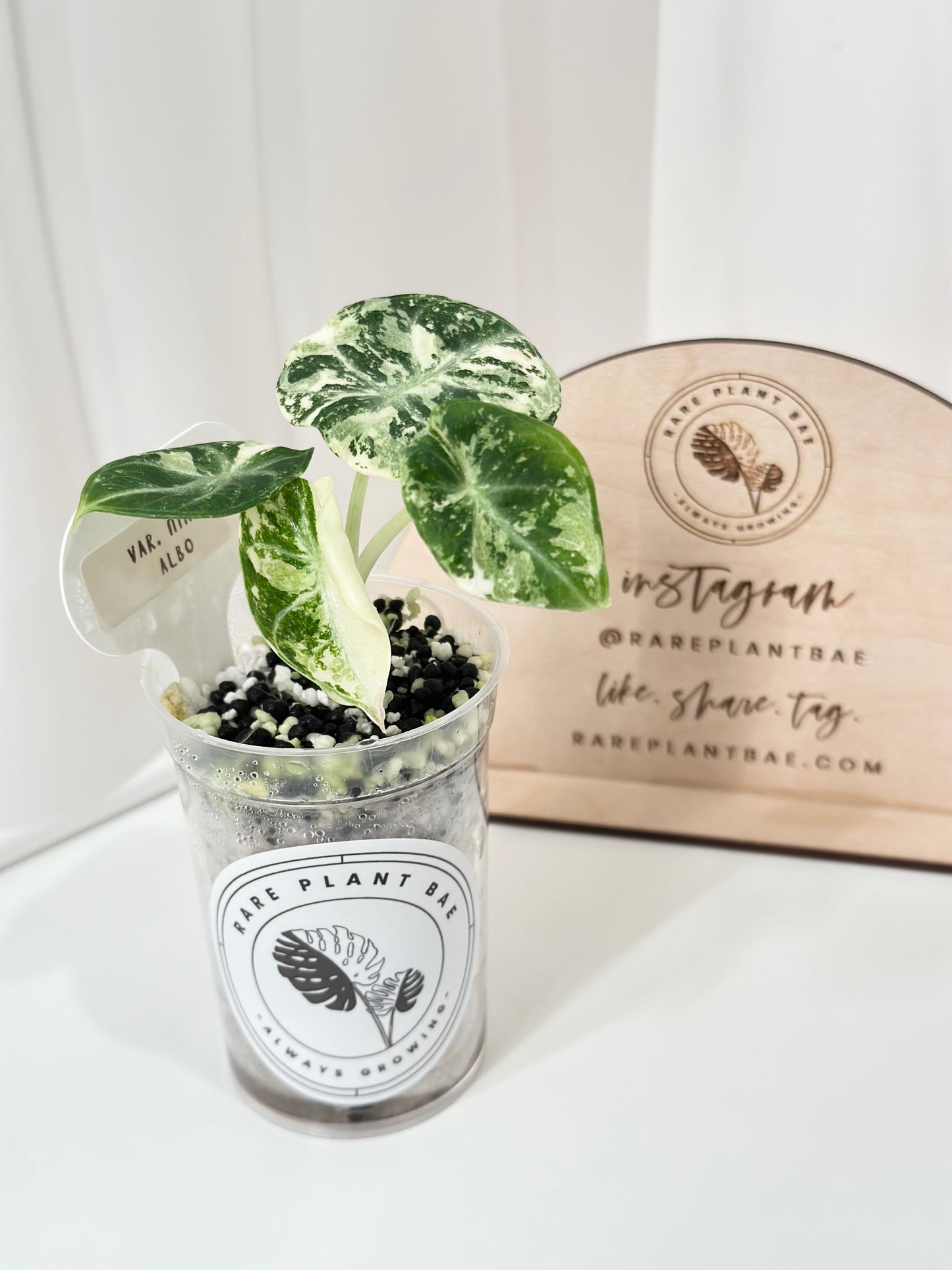 Alocasia Ninja variegated - albo