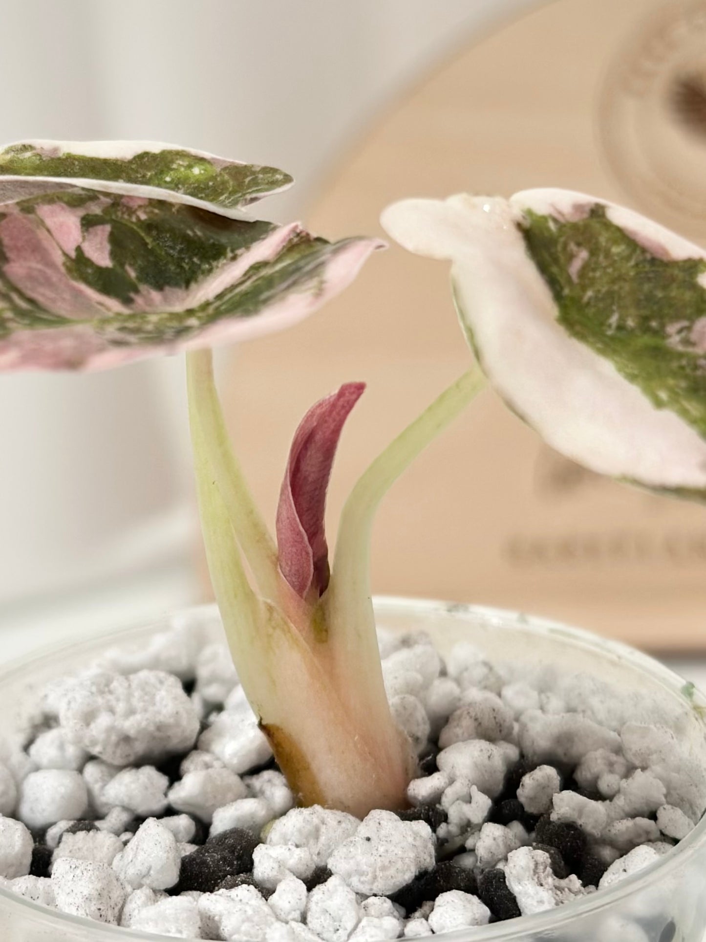 Alocasia Cuprea Variegated - pink marble