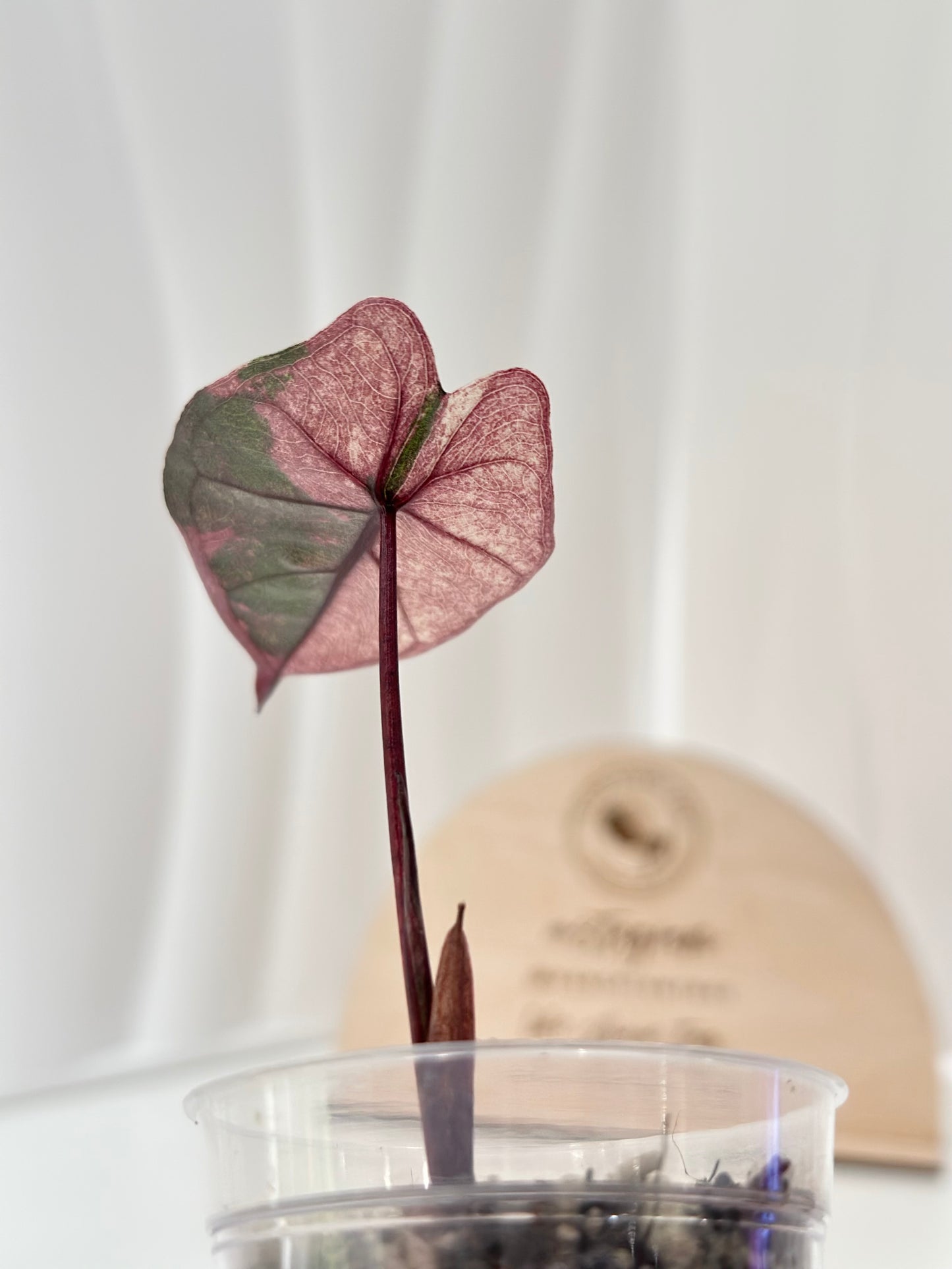 Alocasia Plumbea variegated - pink