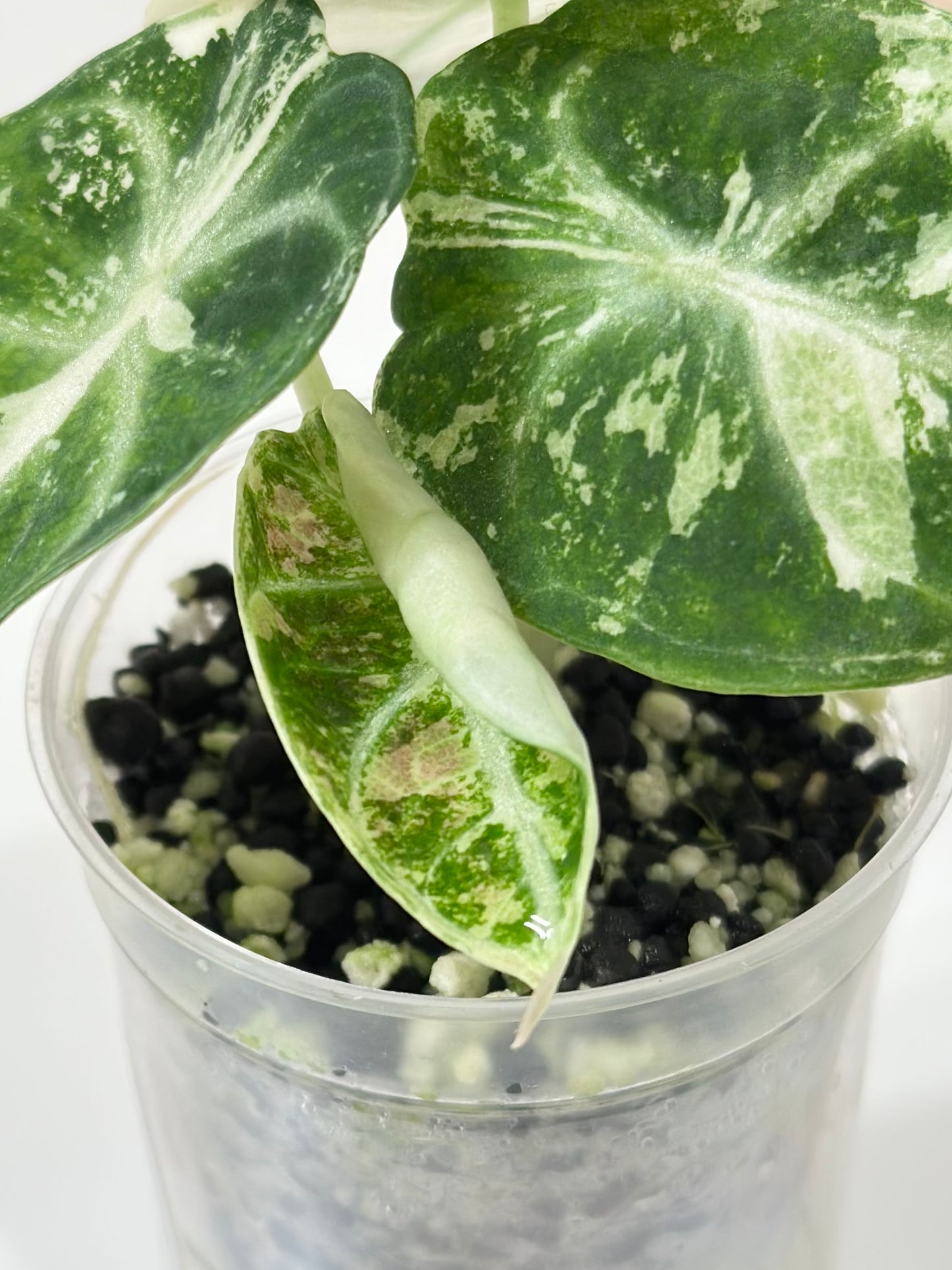 Alocasia Ninja variegated - albo