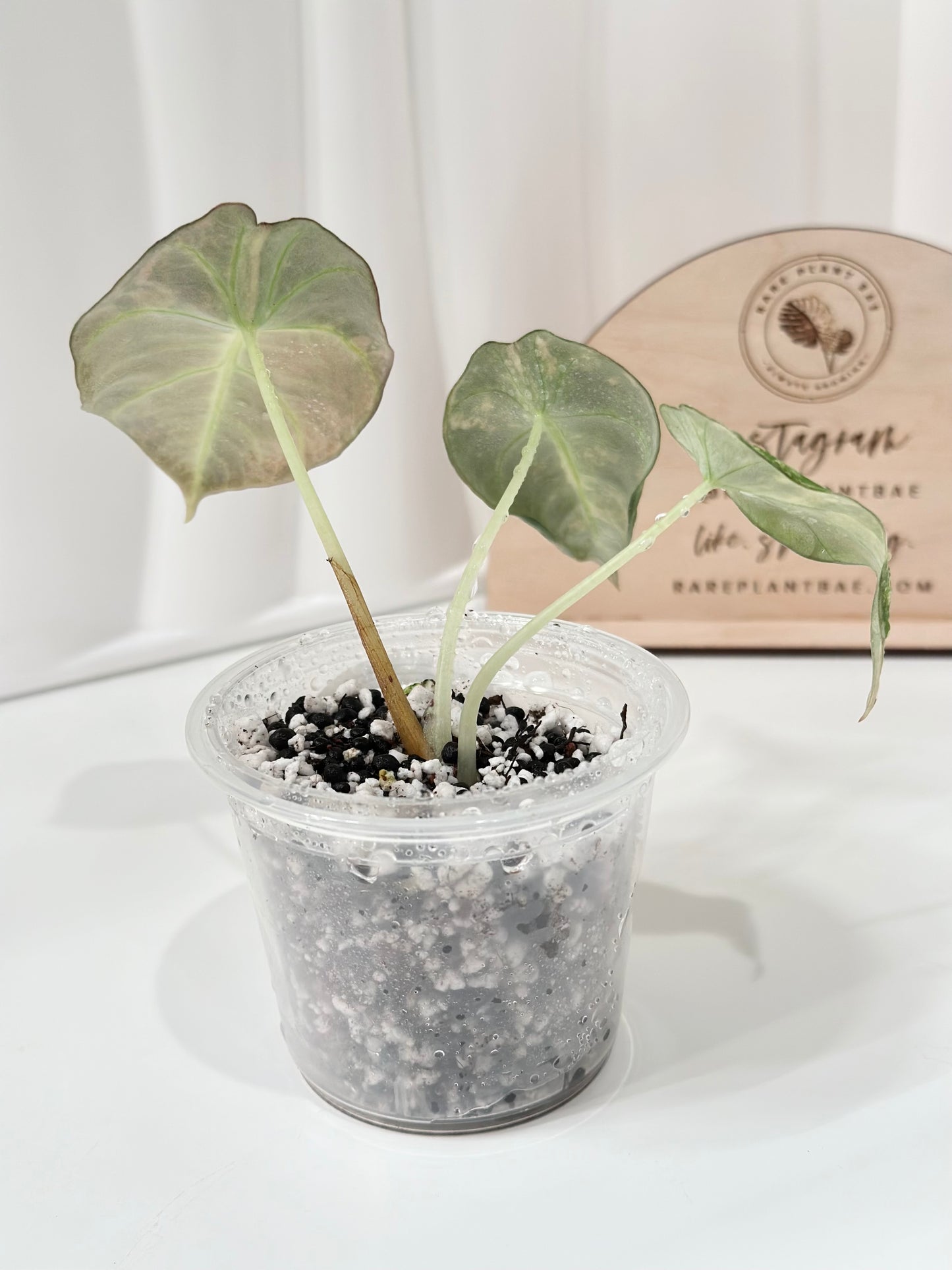 Alocasia Black Velvet Variegated - aurea
