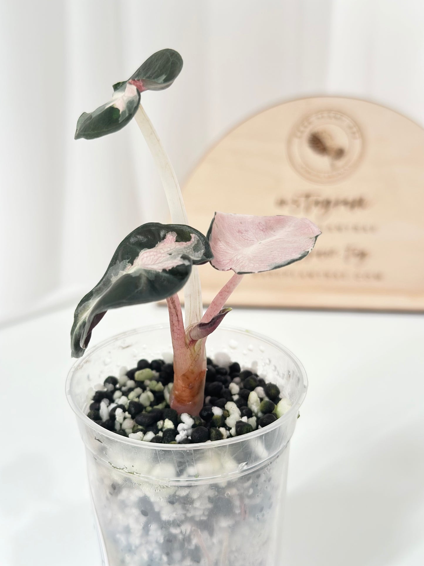 Alocasia Heart Balloon Variegated - Pink