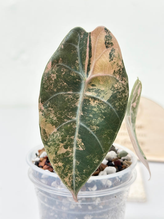 Alocasia Sedenii variegated - aurea