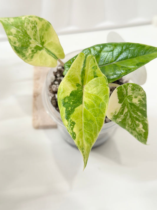 Alocasia Scalprum variegated - aurea (S9)