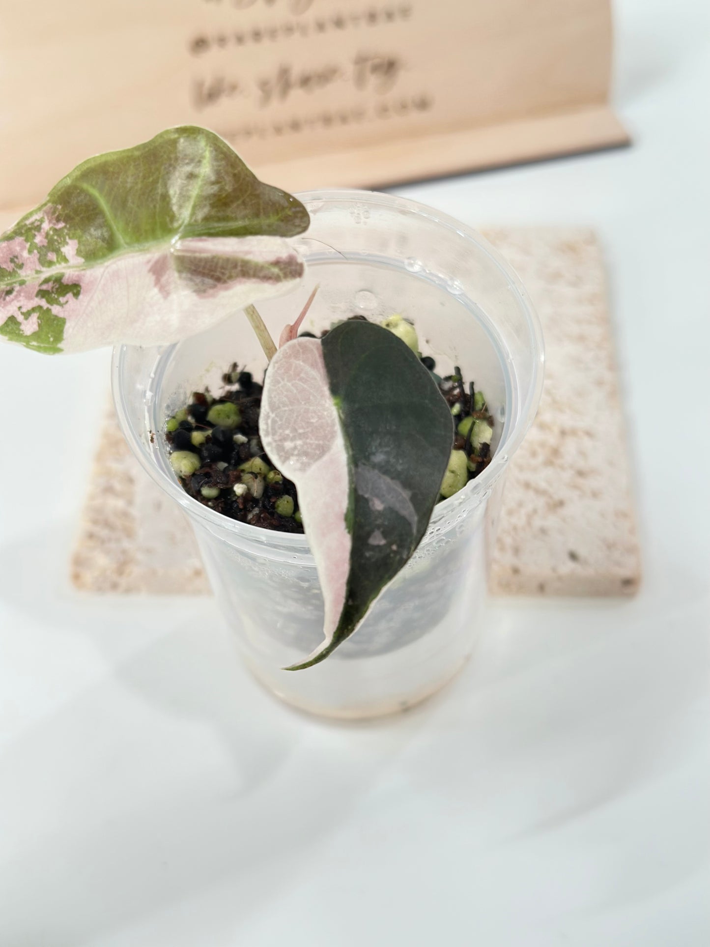 Alocasia Amazonica variegated - pink/albo (true US version)