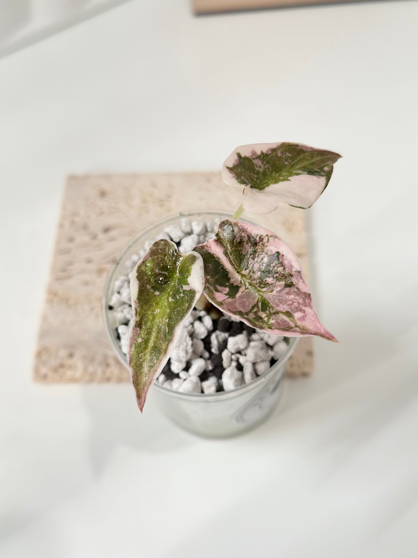 Alocasia Cuprea Variegated - pink marble