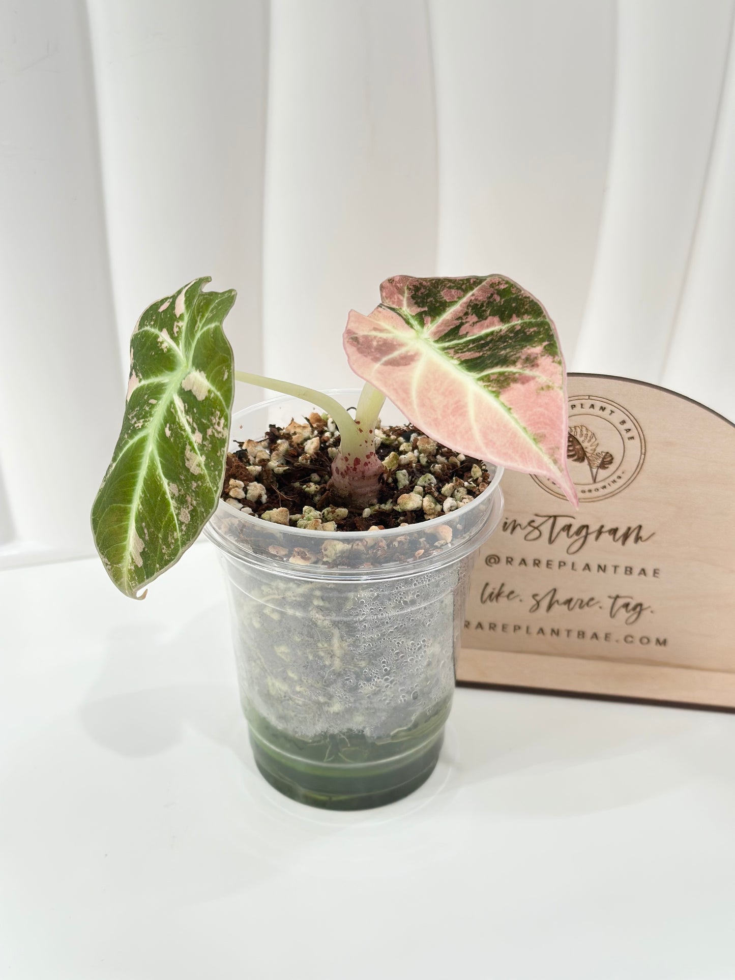 Alocasia Black Velvet Variegated - pink/albo (corming)