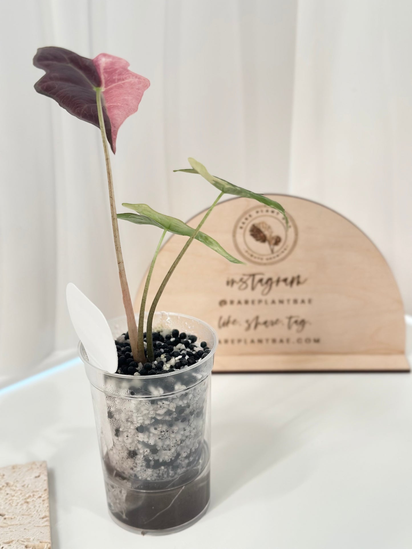 Alocasia Sanderiana "Nobilis K" Variegated - pink