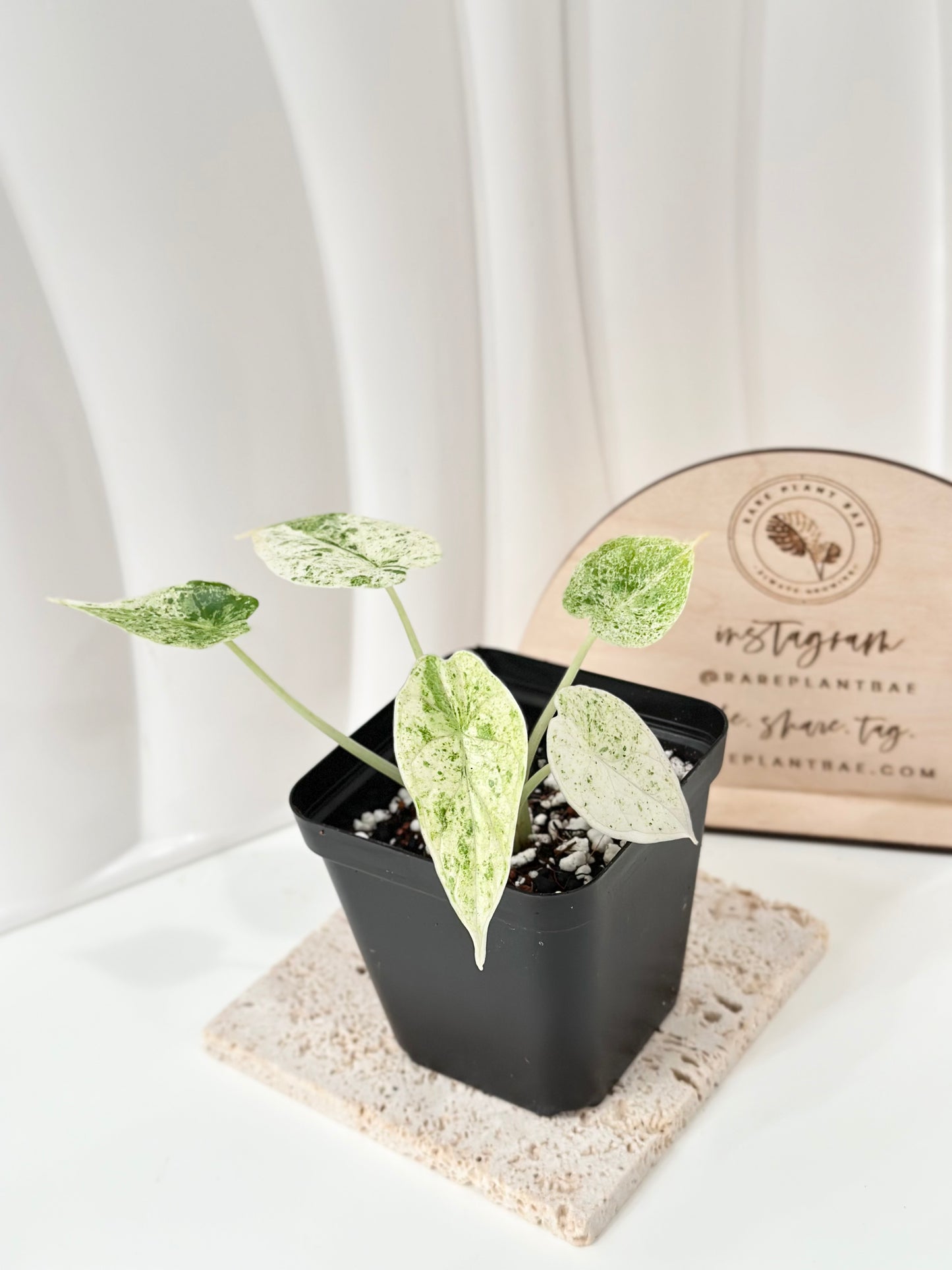 Alocasia Dragon Scale Variegated - mint