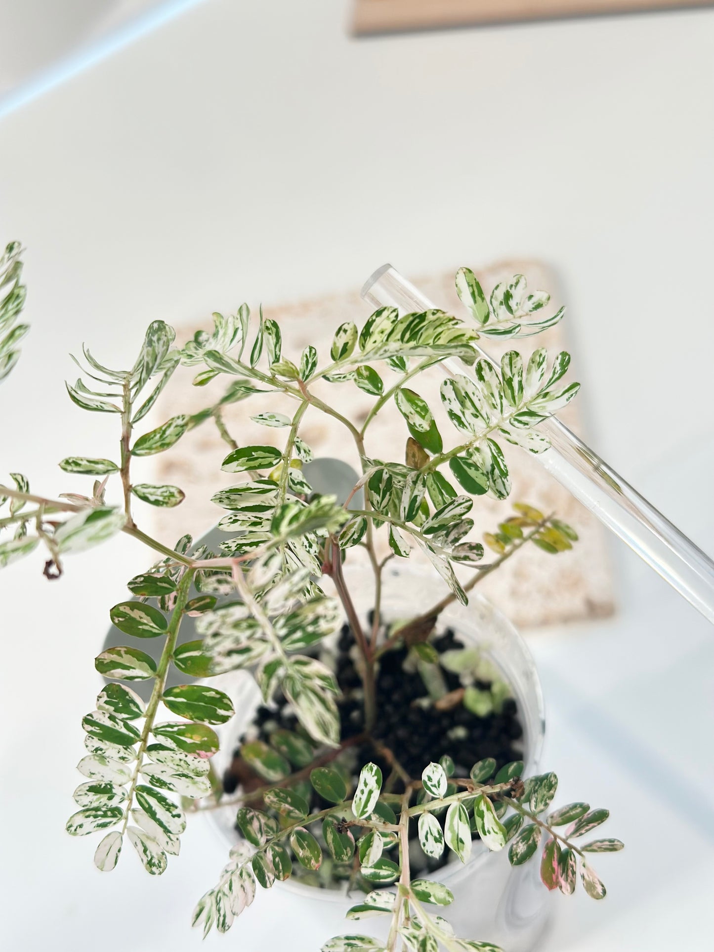 Phyllanthus Urinaria variegated - pink (A16)