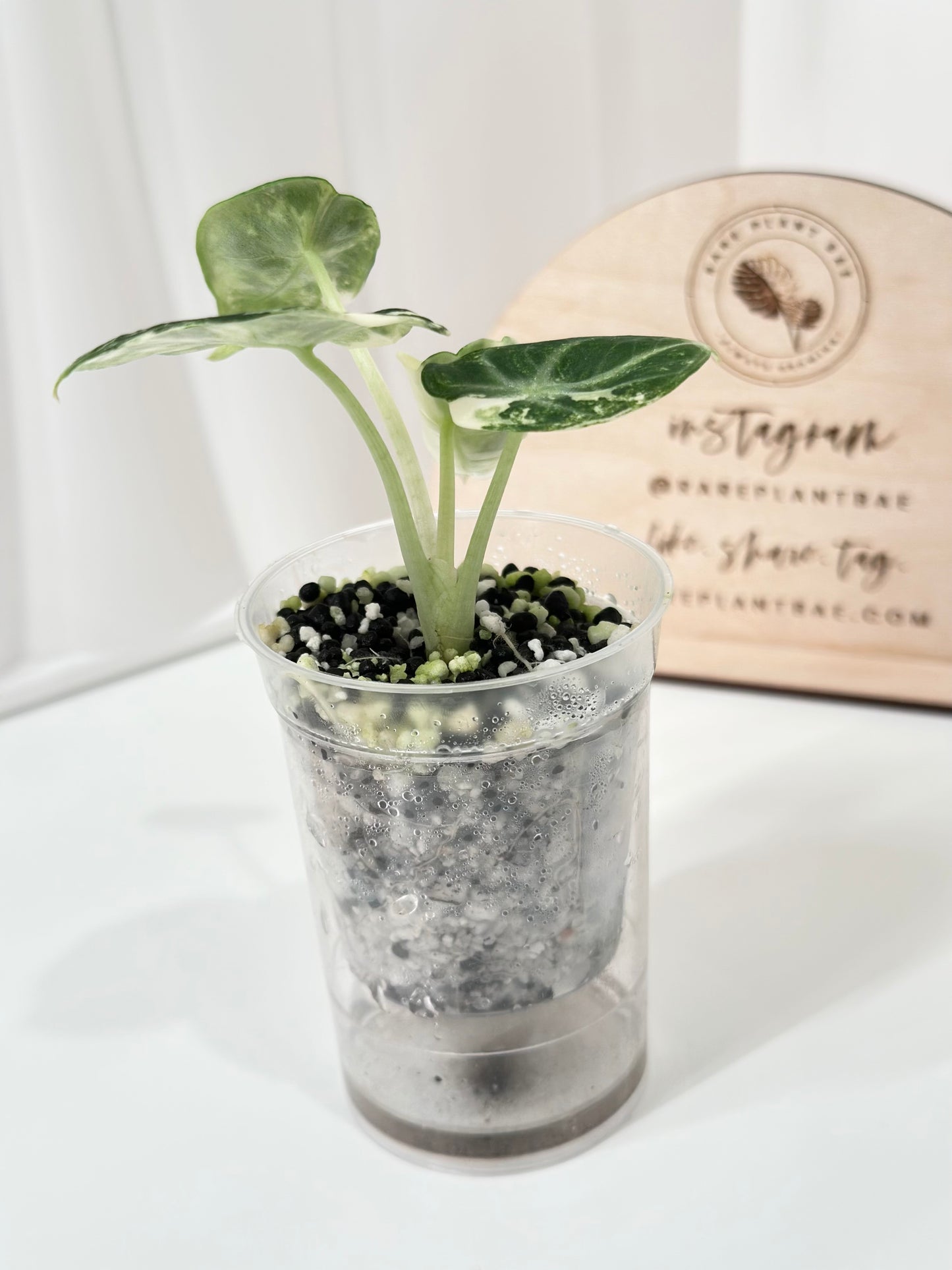 Alocasia Ninja variegated - albo