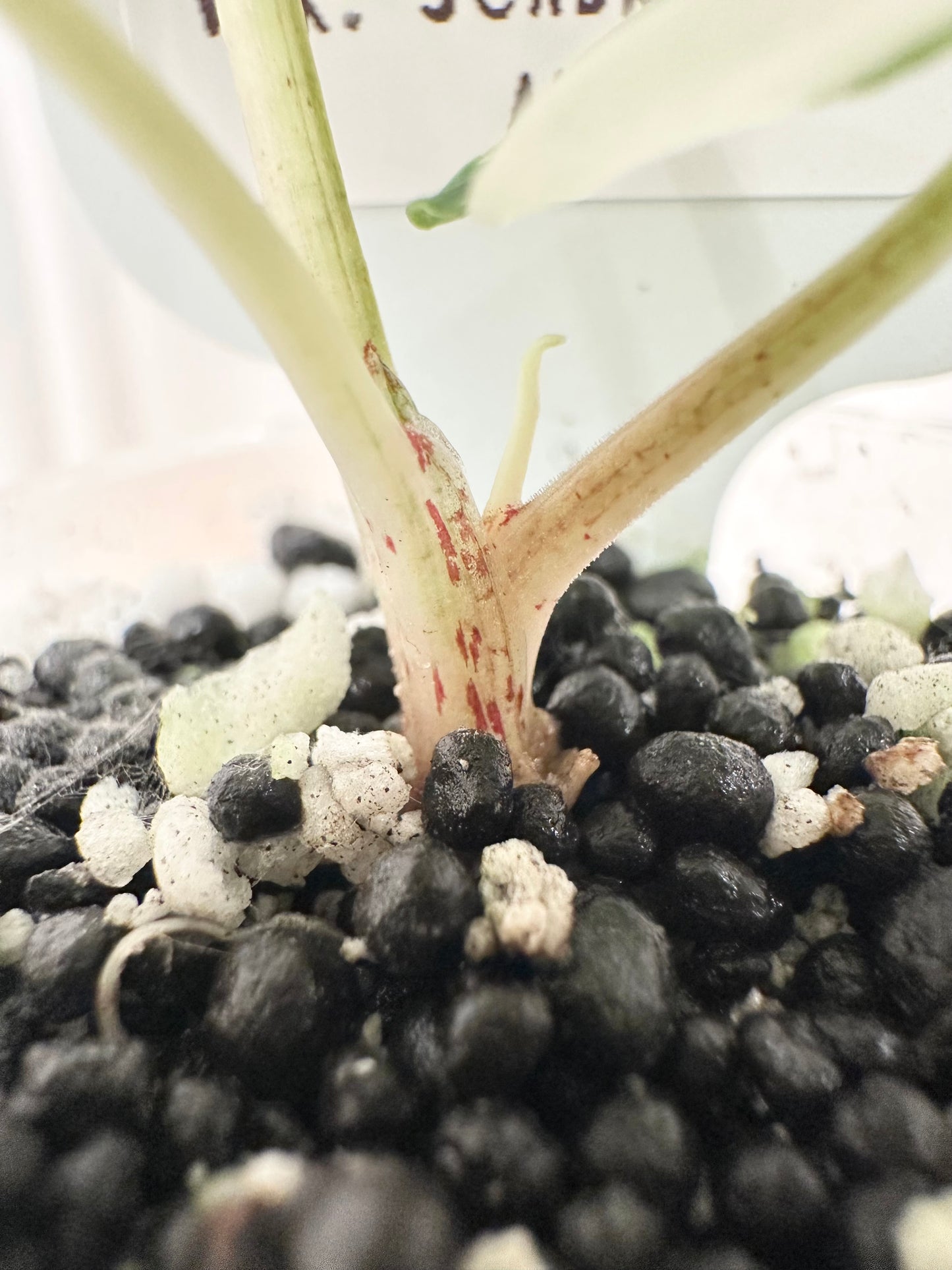 Alocasia Scabriuscula Variegated - albo
