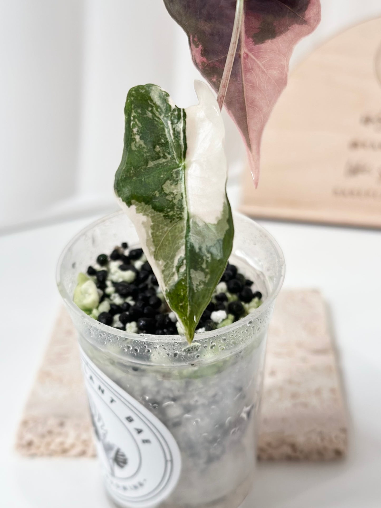 Alocasia Sanderiana "Nobilis K" Variegated - pink