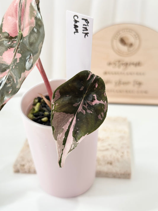 Alocasia Chantrieri Variegated - pink *corm grown*
