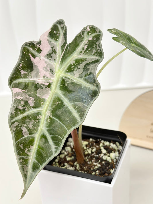 Alocasia Polly variegated - Pink