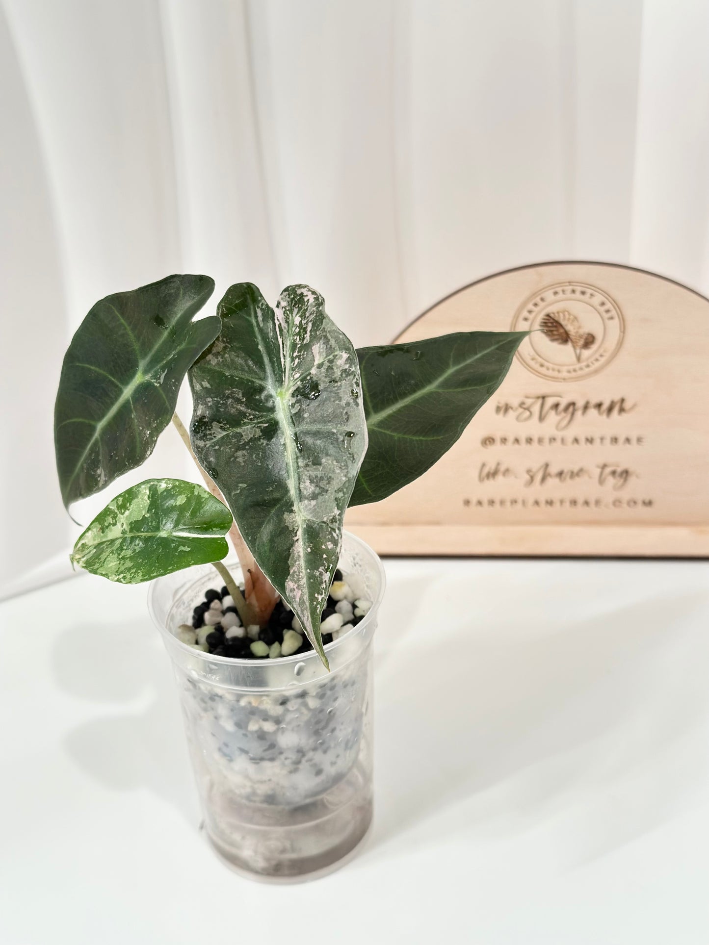 Alocasia Polly variegated - Pink