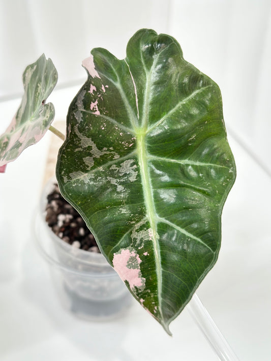 Alocasia Polly variegated - Pink (P4)