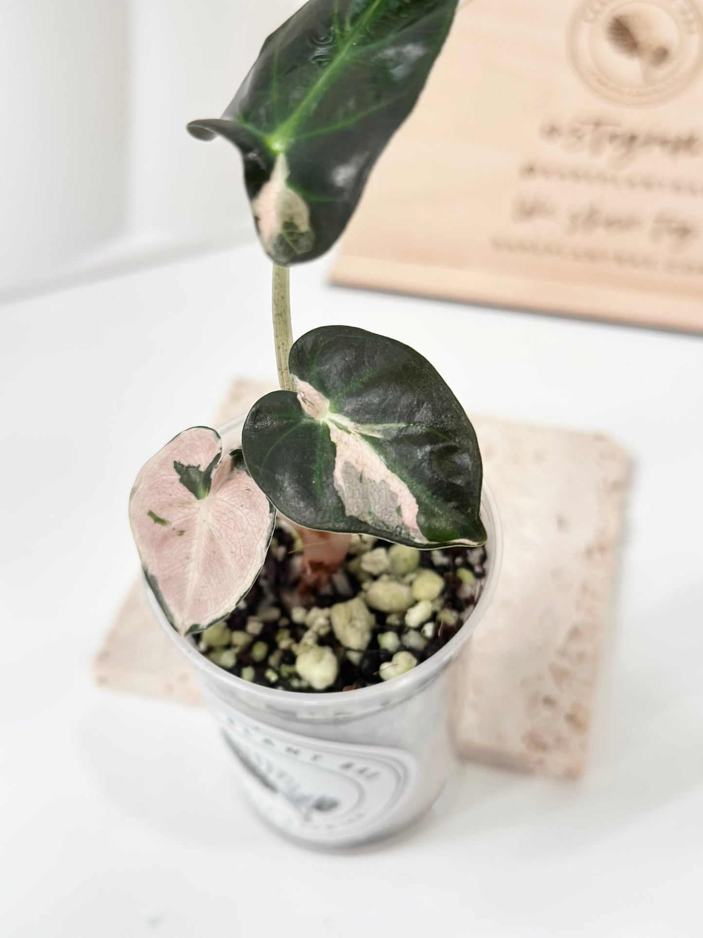 Alocasia Heart Balloon Variegated - Pink