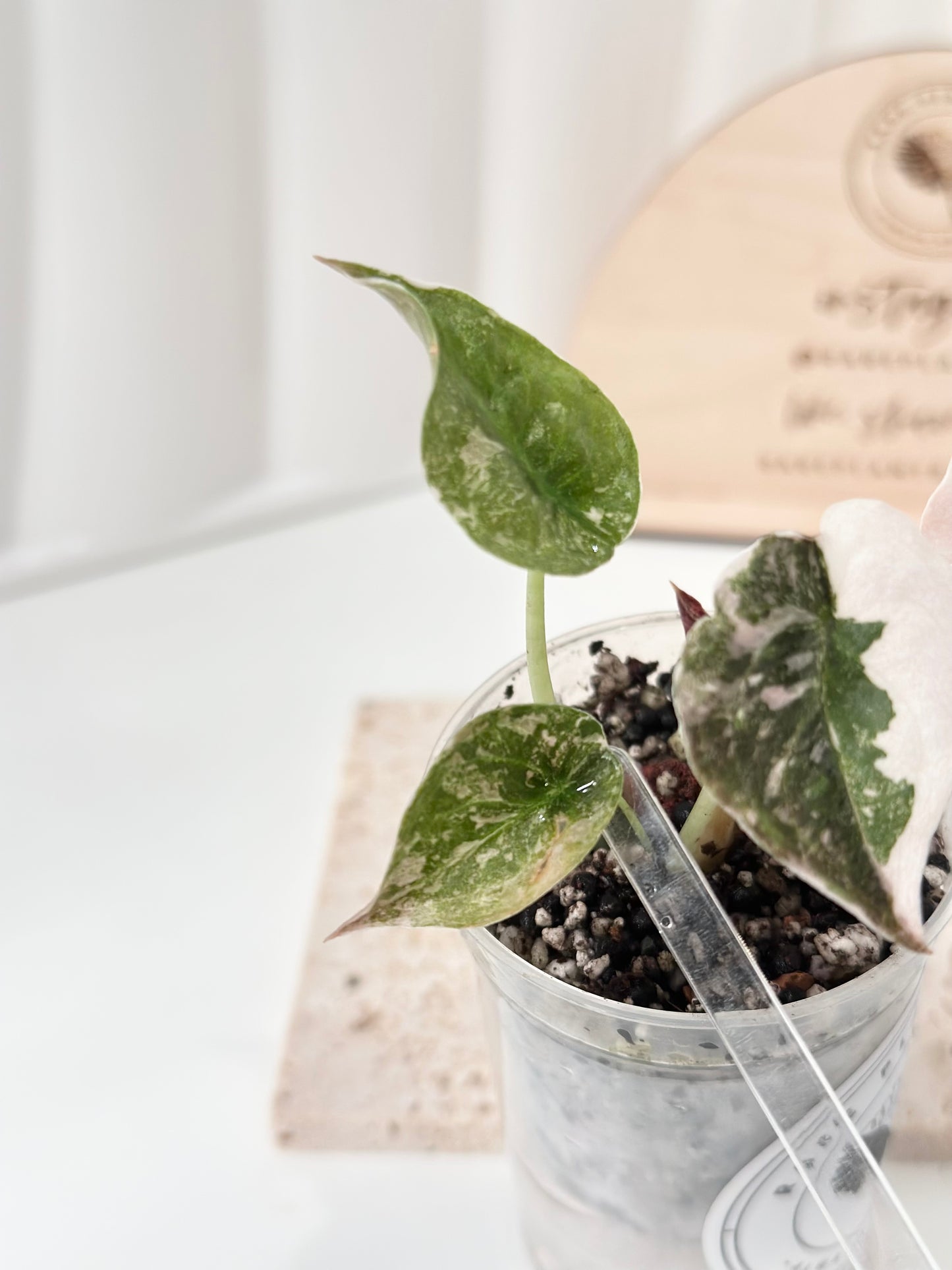 Alocasia Cuprea Variegated - pink marble