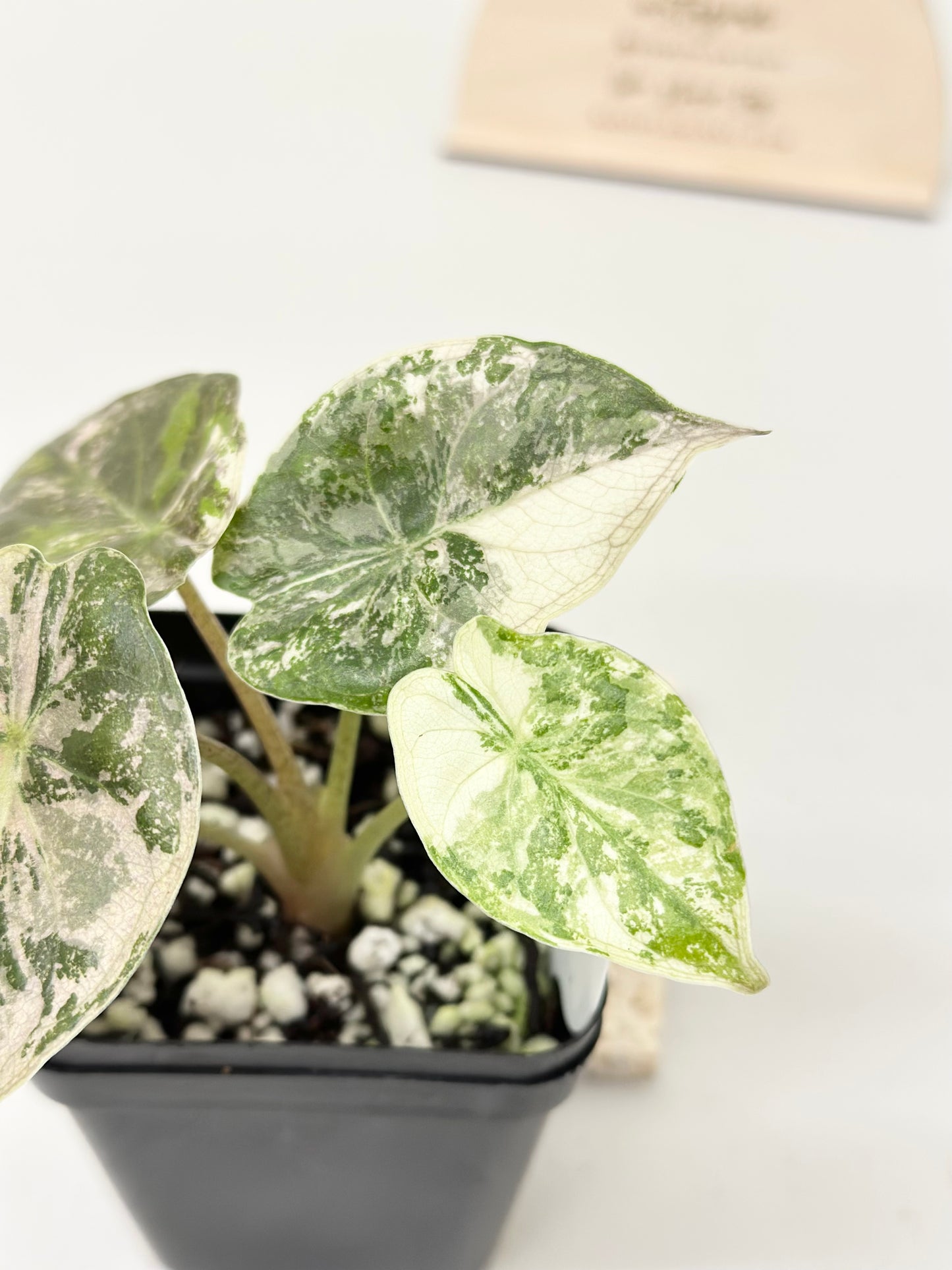 Alocasia Wentii variegated - pink/ albo (B)