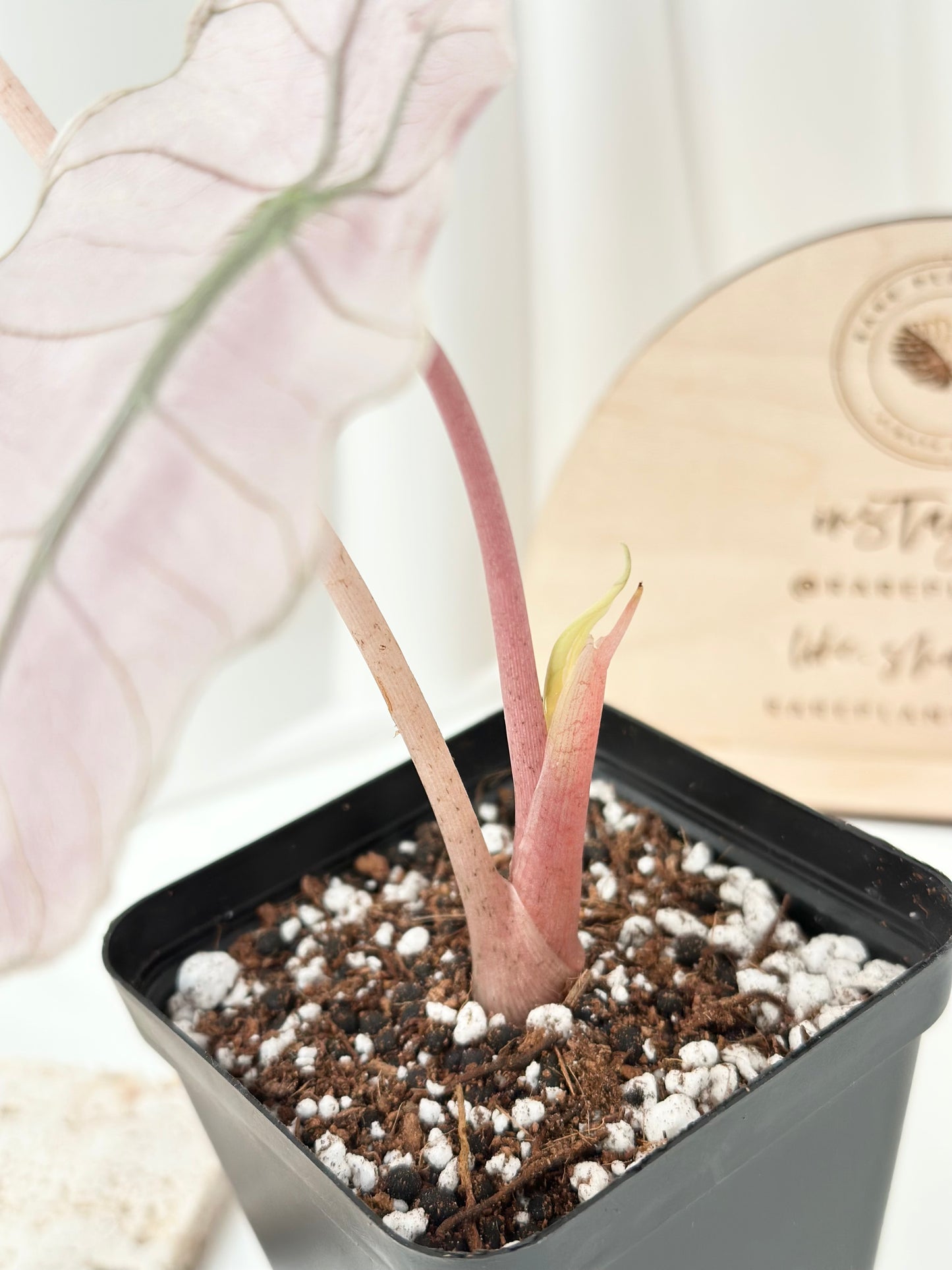 Alocasia Pink Dragon variegated - "stardust"