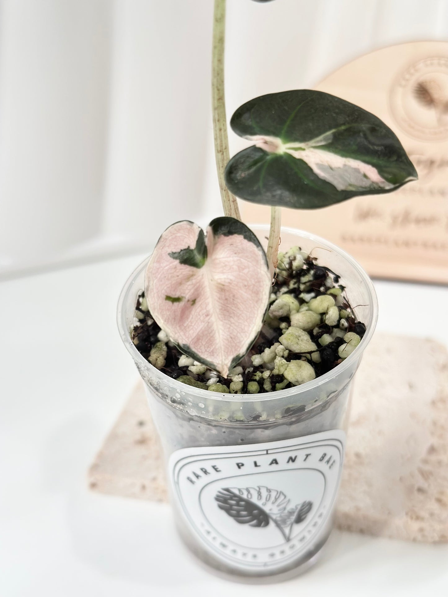 Alocasia Heart Balloon Variegated - Pink
