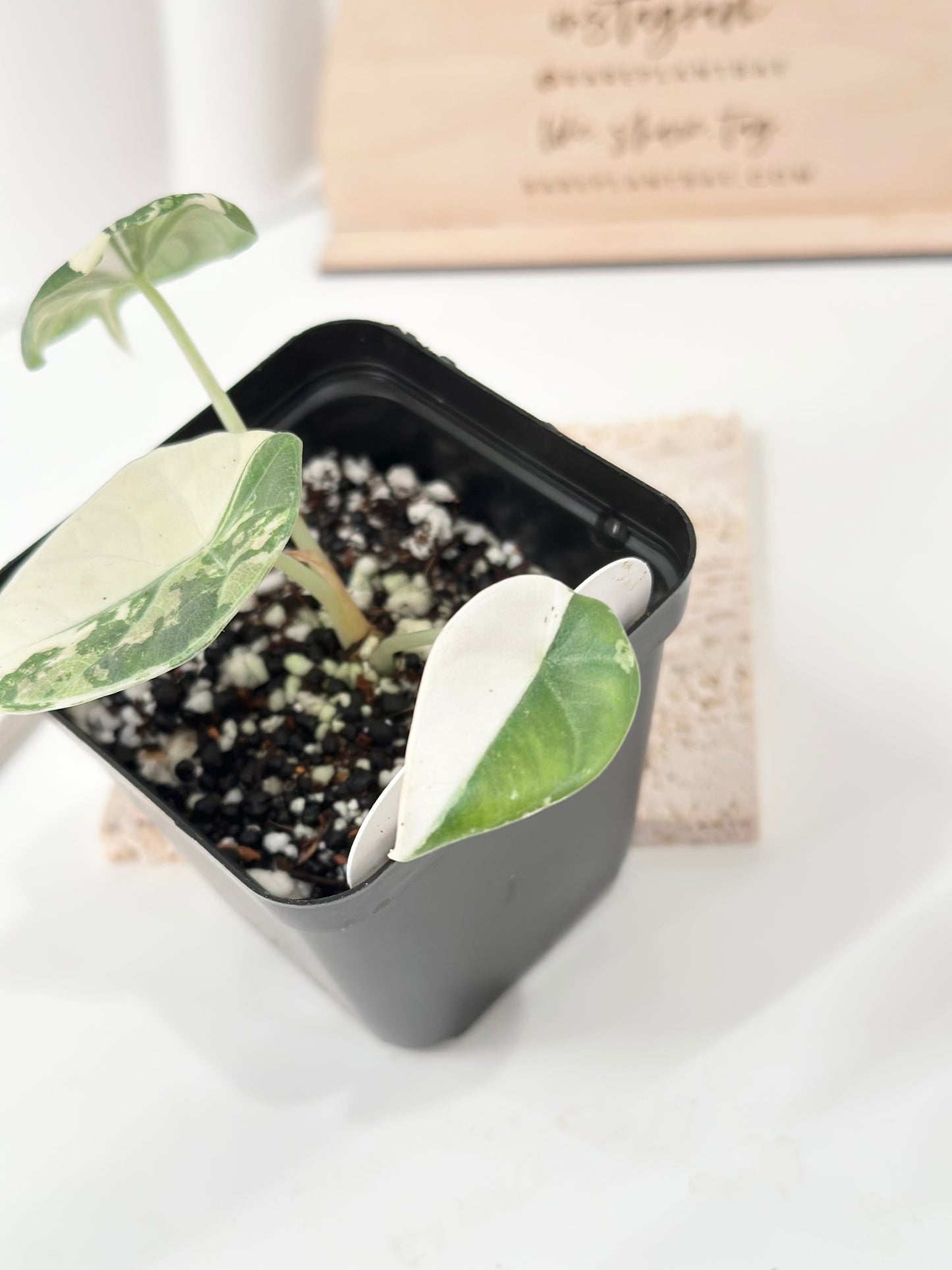 Alocasia Maharani variegated - albo