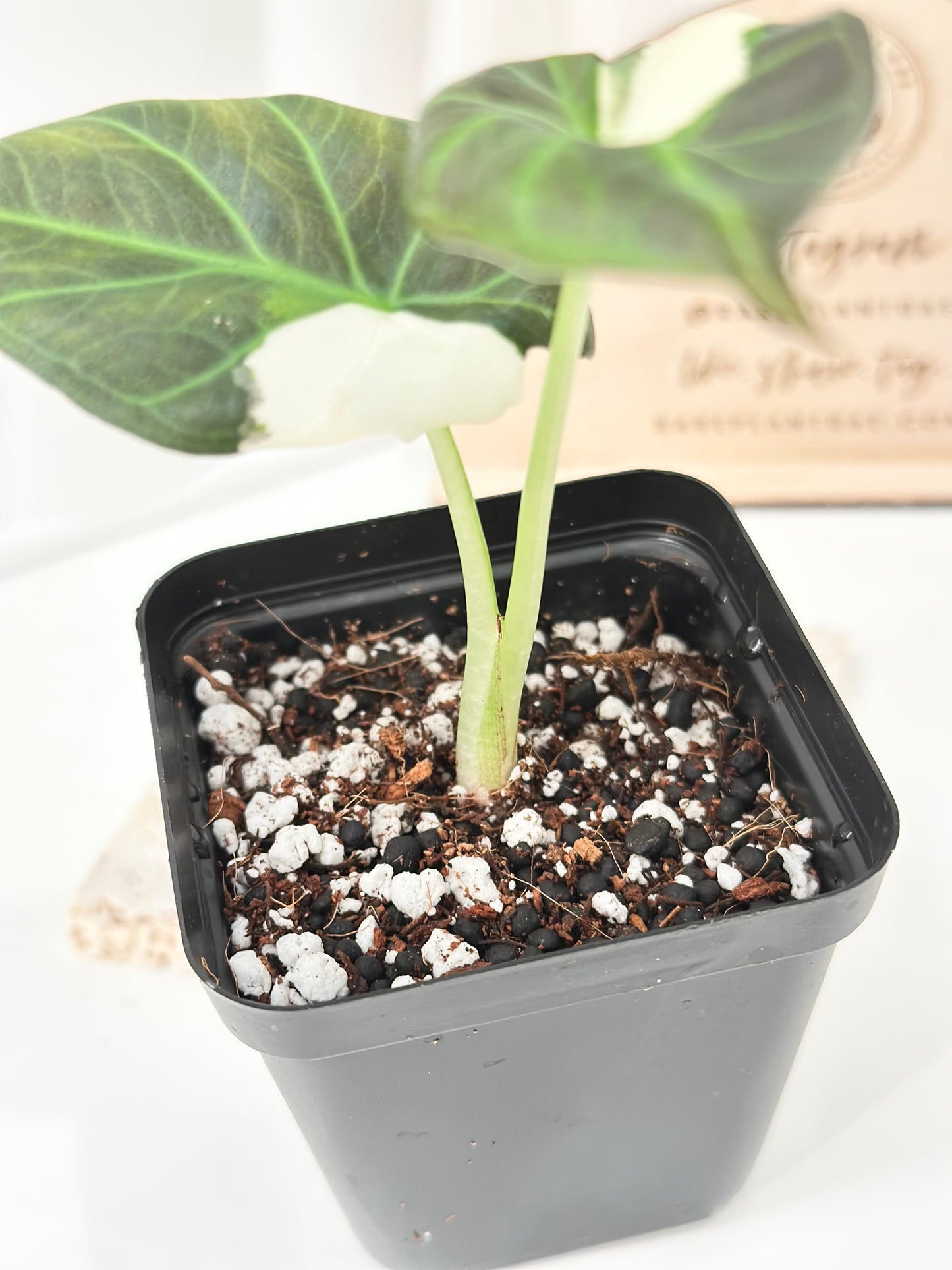 Alocasia Regal Shield Variegated - albo