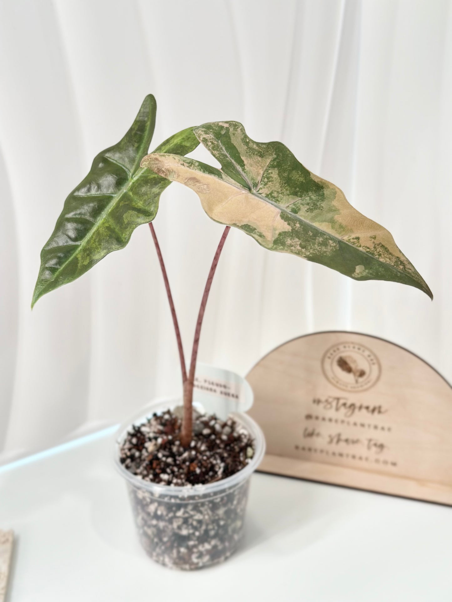 Alocasia Pseudo Sanderiana variegated - aurea