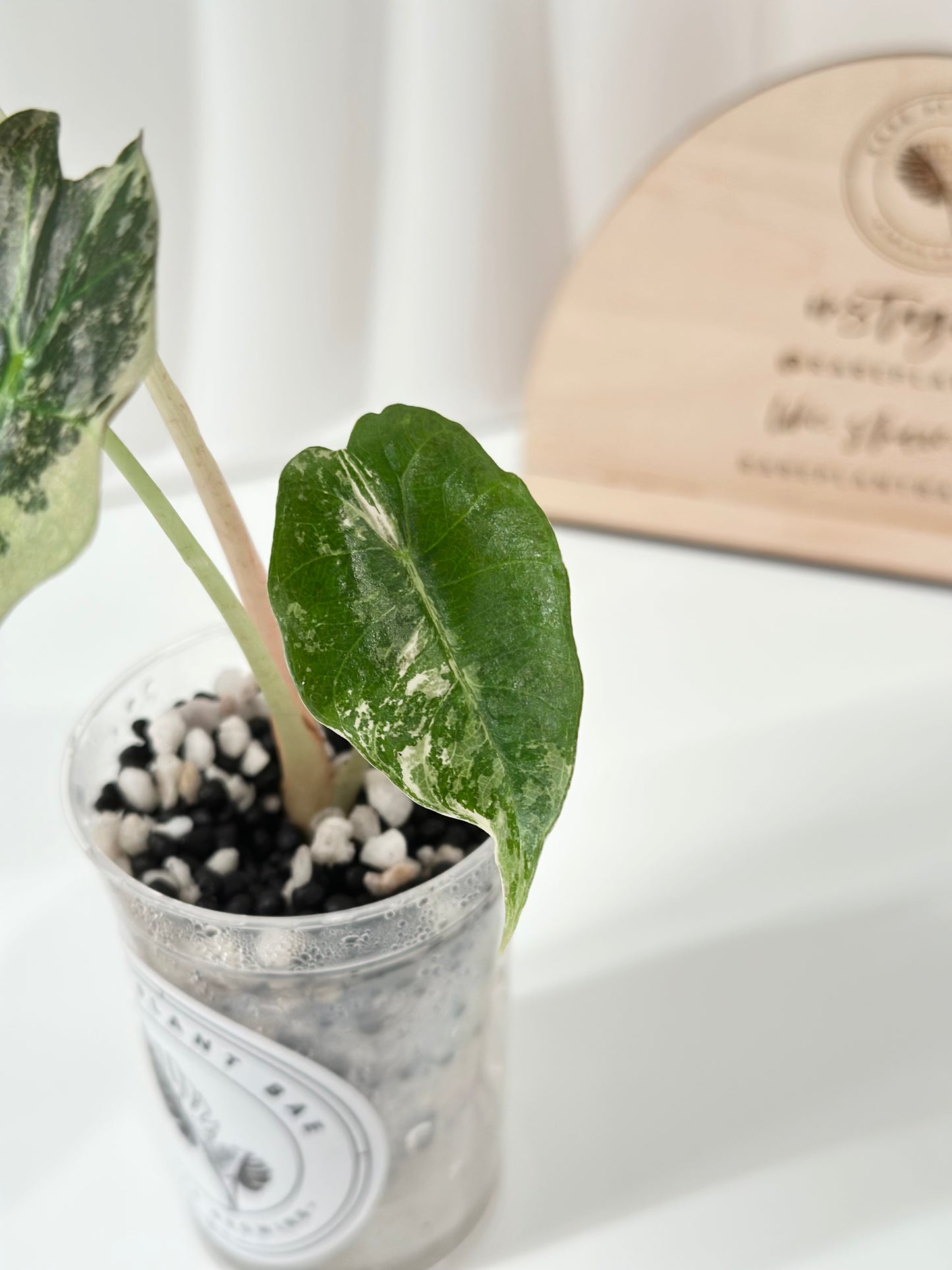 Alocasia Polly variegated - Pink