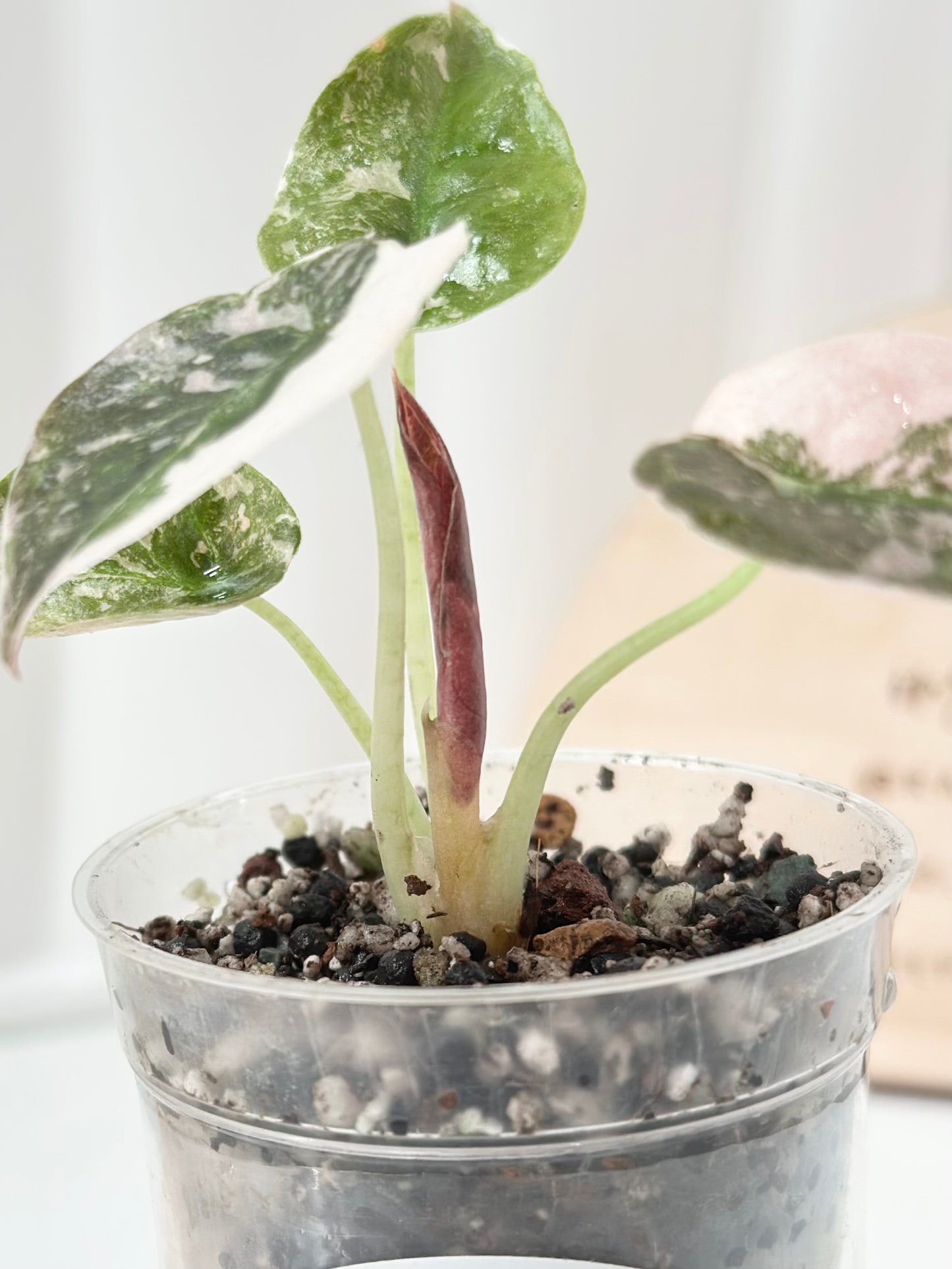Alocasia Cuprea Variegated - pink marble