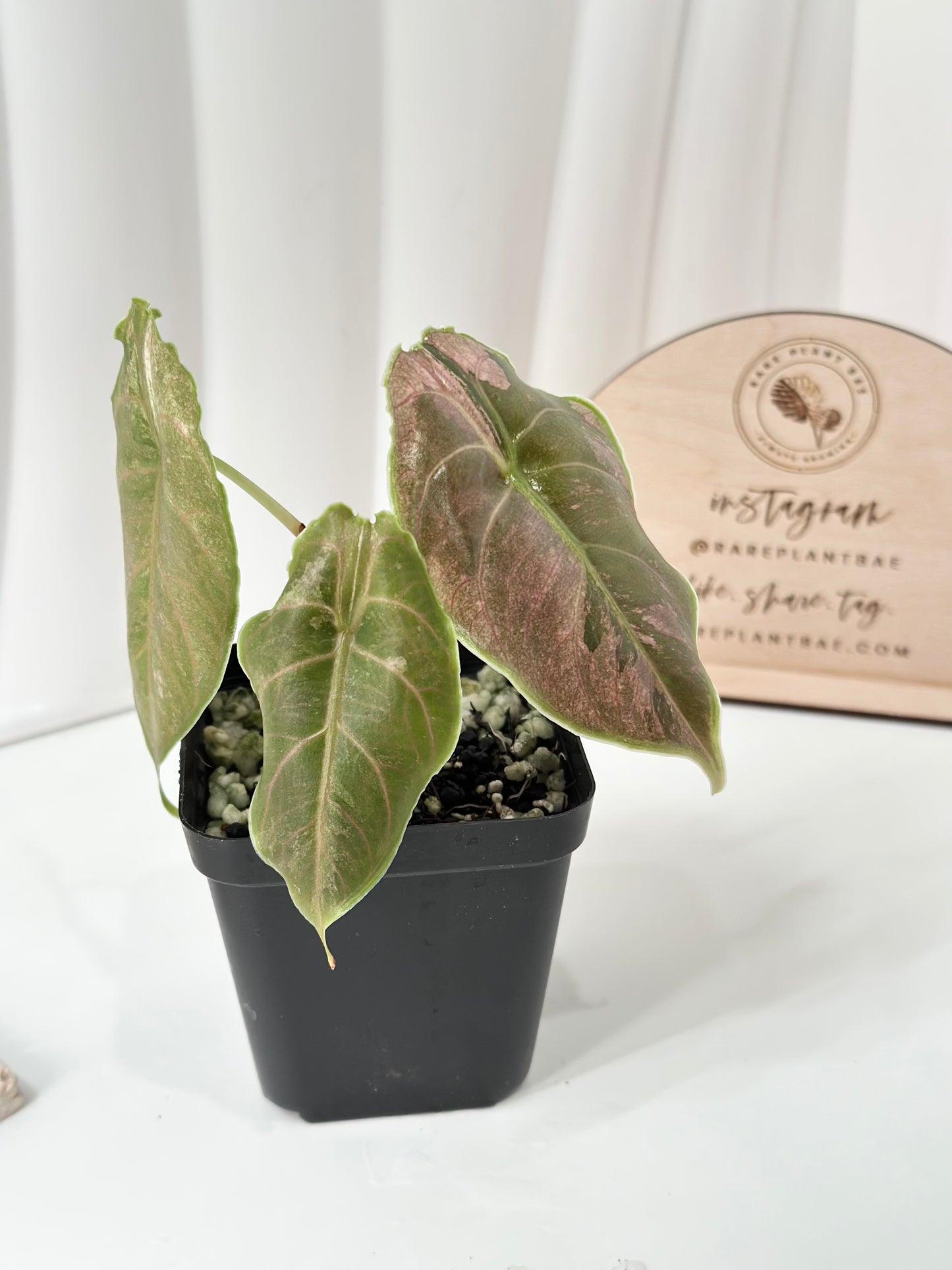 Alocasia Azlanii variegated - albo/pink