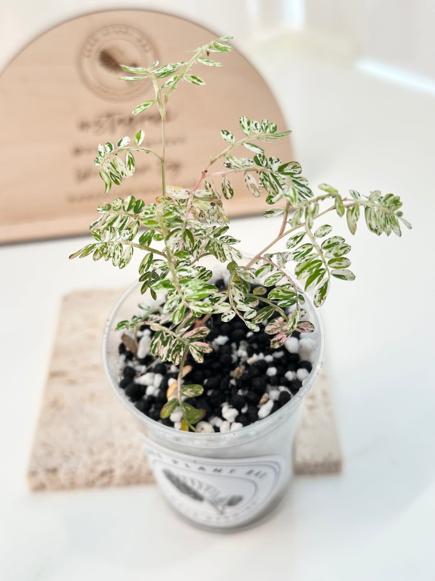Phyllanthus Urinaria variegated - pink