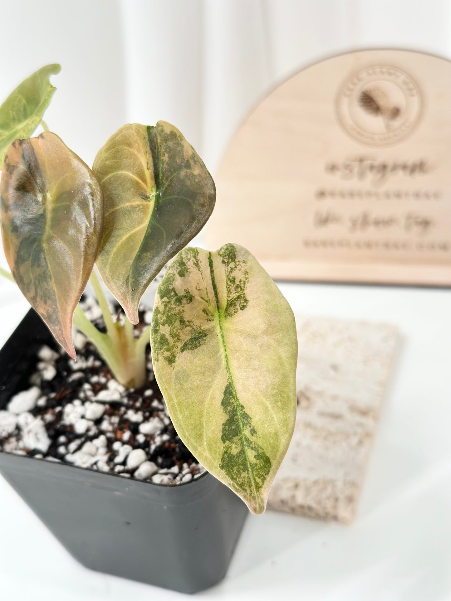 Alocasia Cuprea variegated - "gold latte"/ aurea