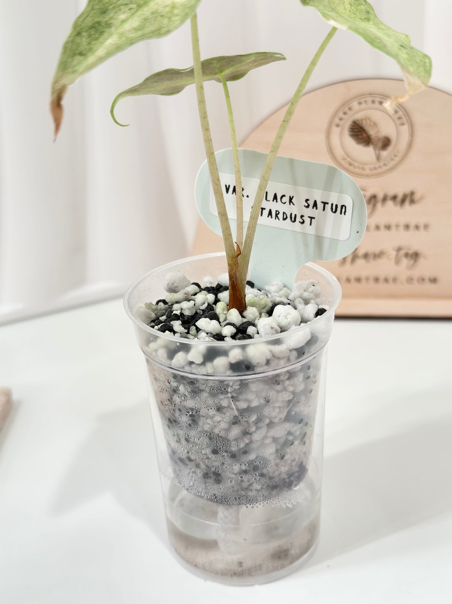 Alocasia Black Satun Variegated - Stardust