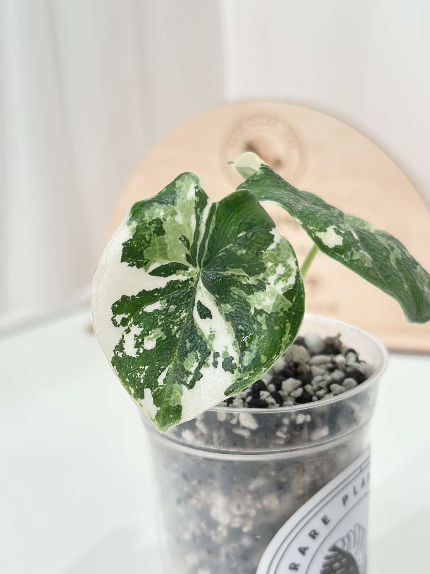 Alocasia Melo variegated - albo