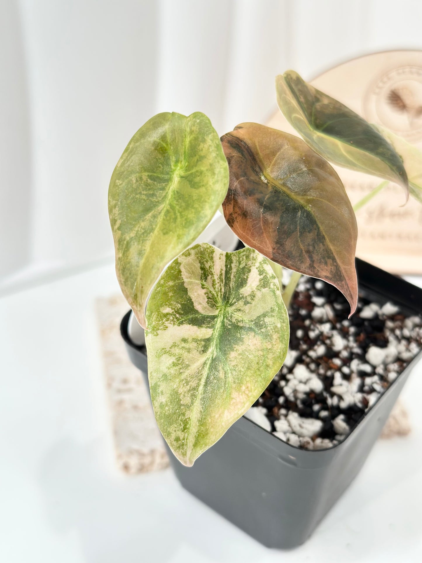 Alocasia Cuprea variegated - "gold latte"/ aurea