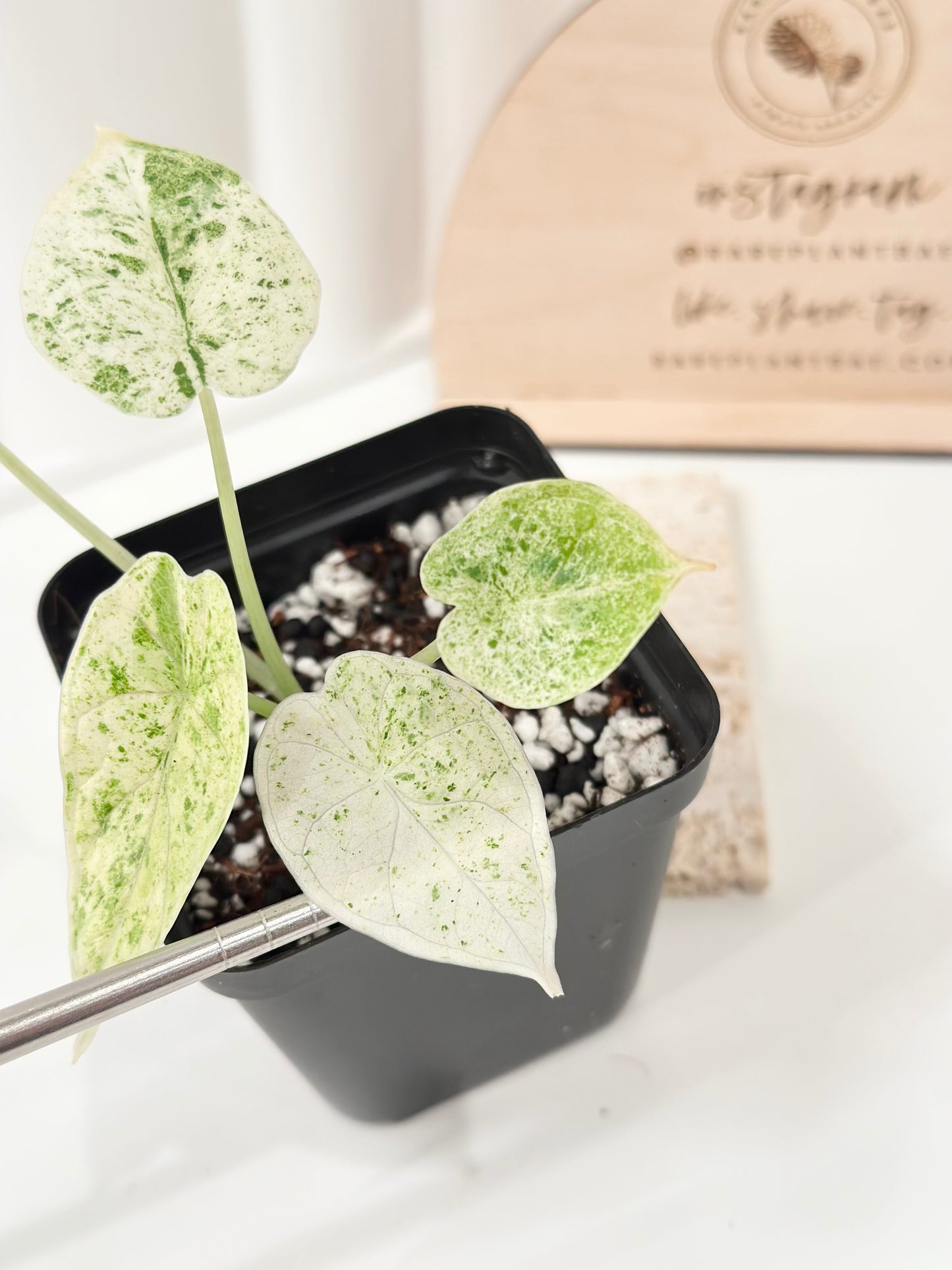 Alocasia Dragon Scale Variegated - mint