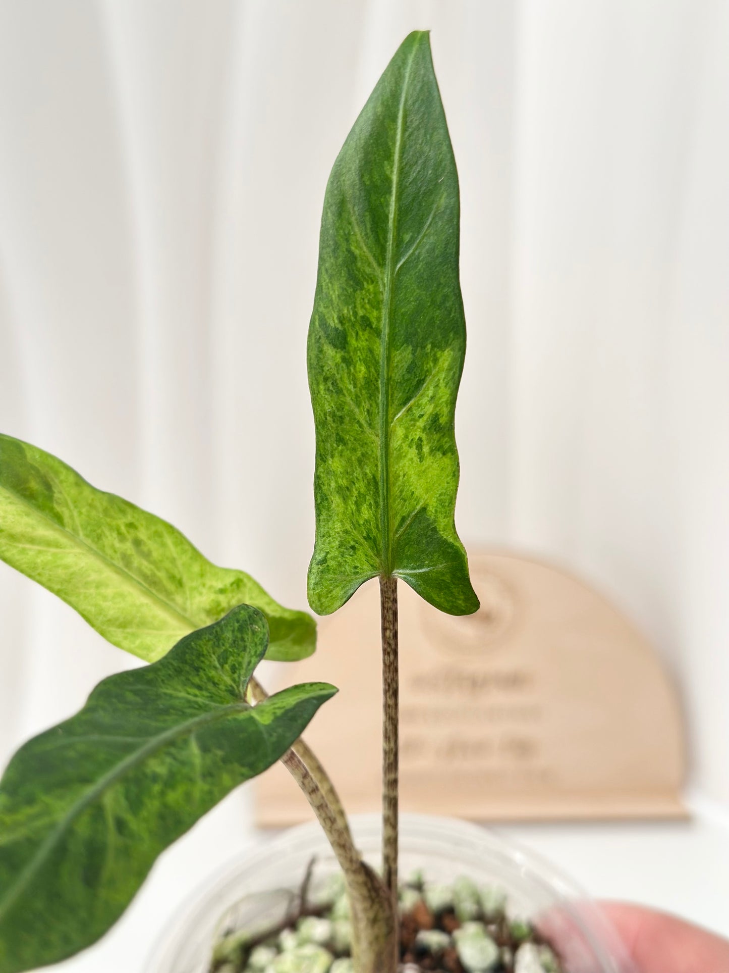 Alocasia Lauterbachiana variegated - aurea