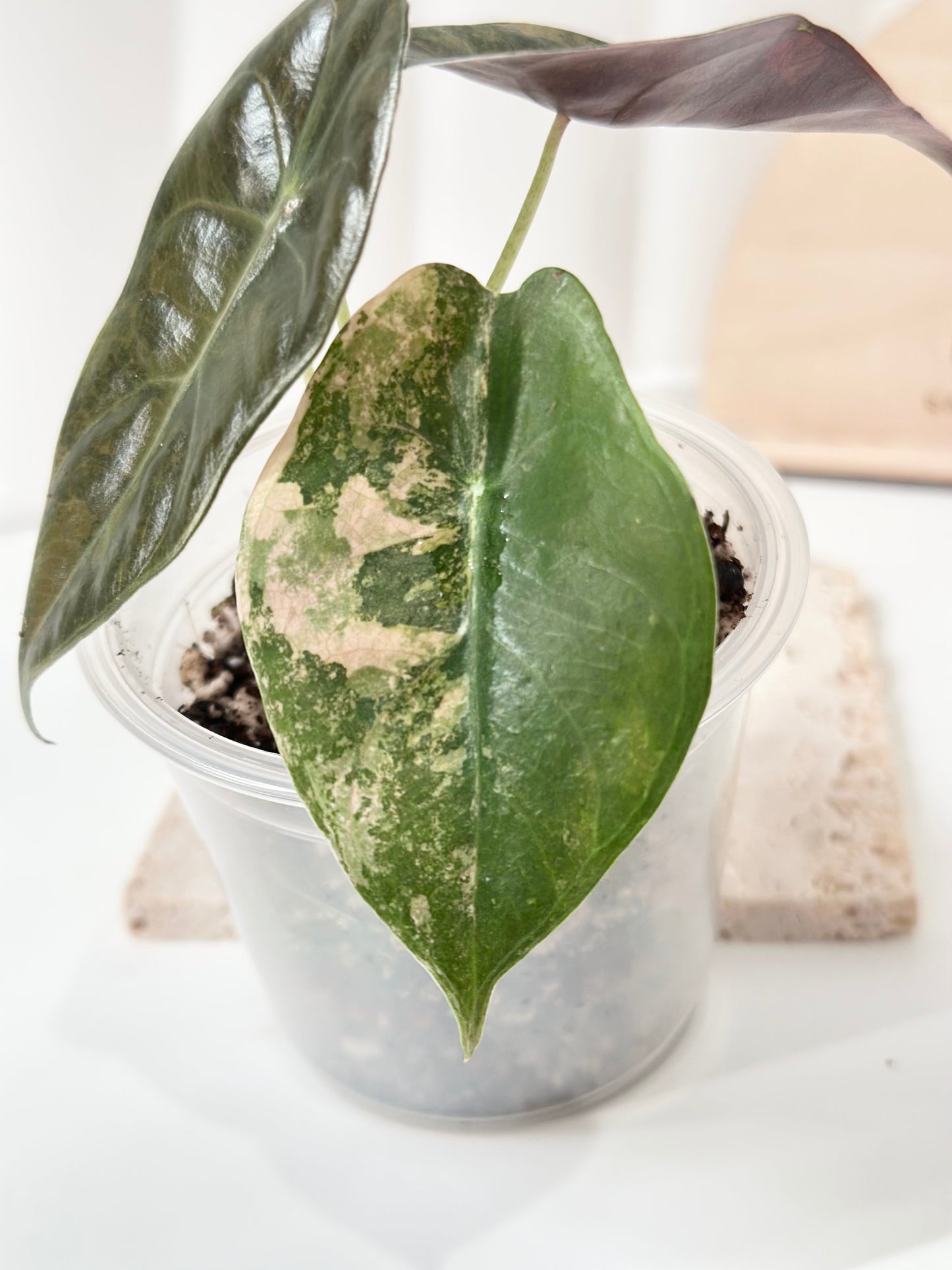 Alocasia Sedenii variegated - aurea