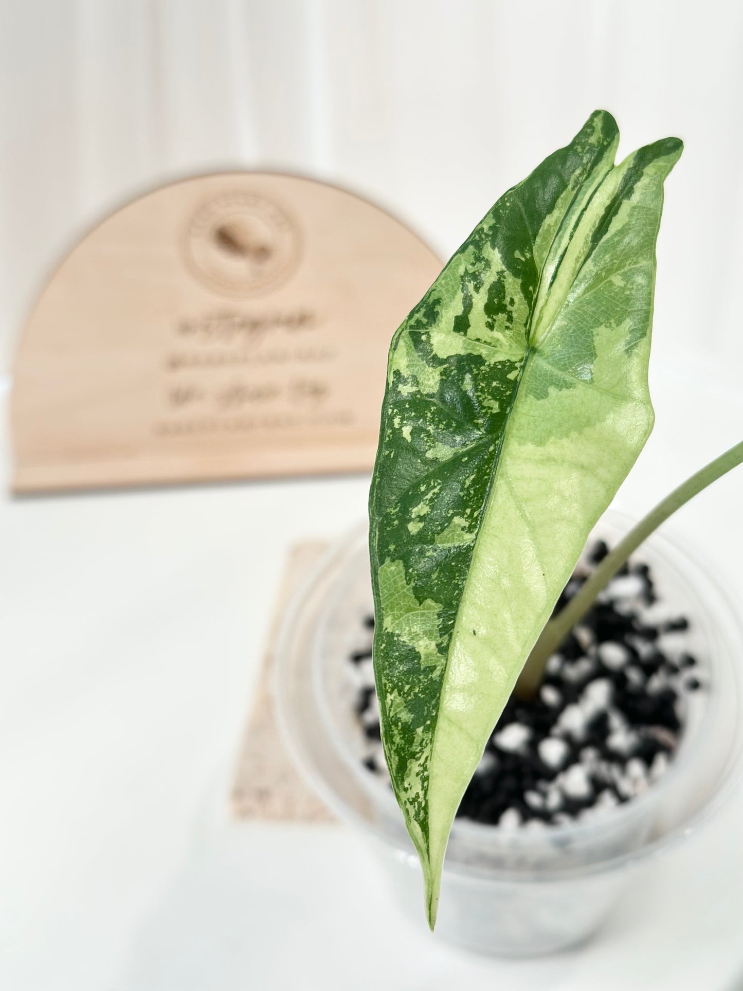 Alocasia Simpo Variegated - albo