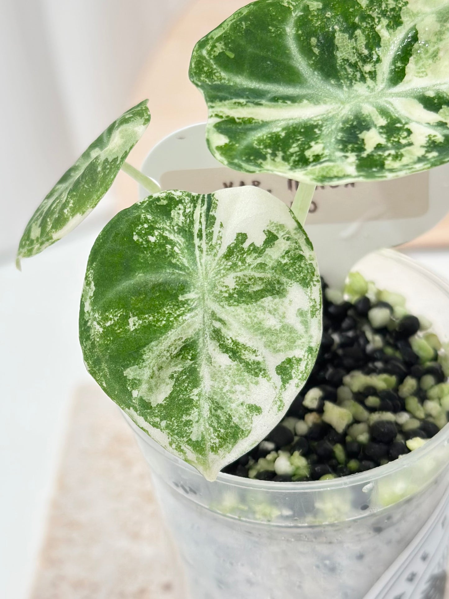 Alocasia Ninja variegated - albo