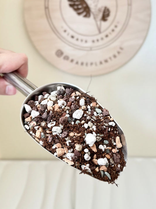 Winnie's Grown-Up Aroid Mix (pre-order)