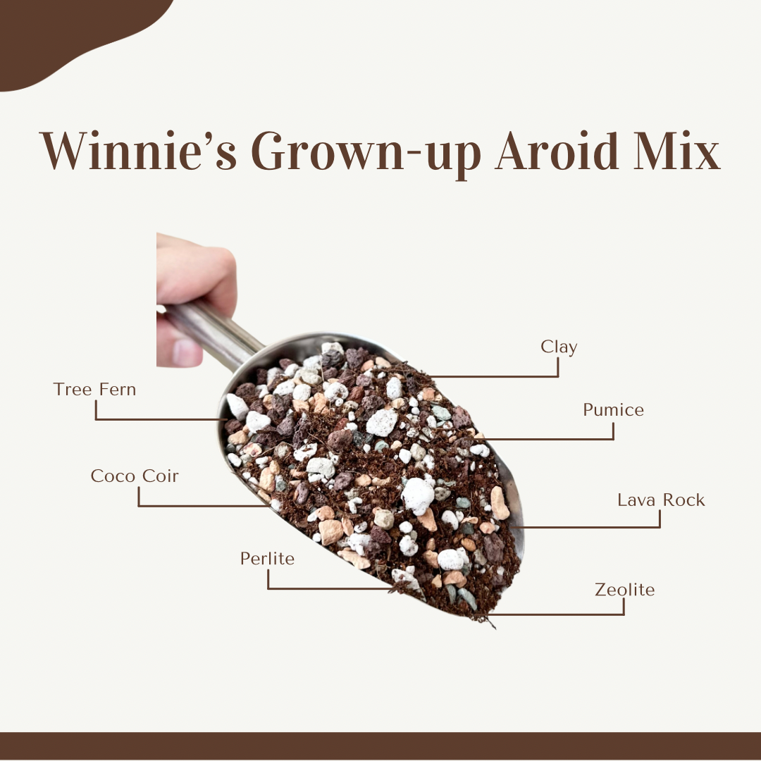 New! Winnie's Grown-Up Aroid Mix