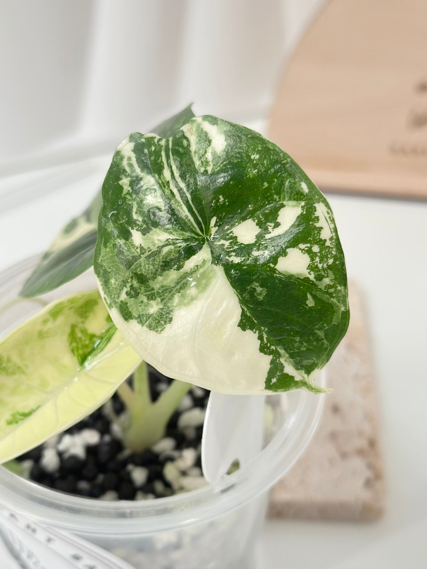 Alocasia Bisma "Platinum" variegated - albo