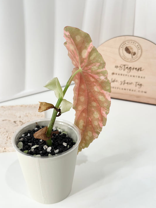 Begonia Maculata variegated - pink